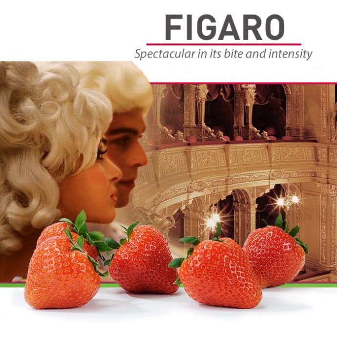 Figaro