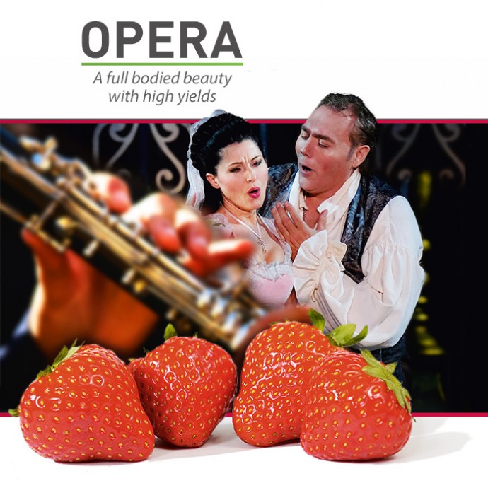 Opera