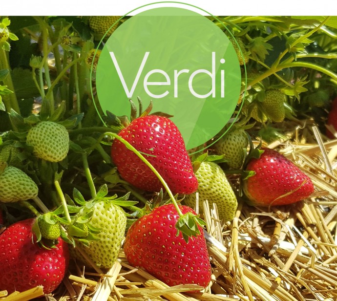 Verdi