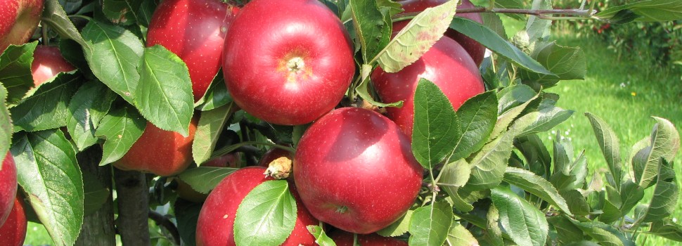 Fresh Forward |Strawberry | Varieties | Apples | Breeding | Marketing ...