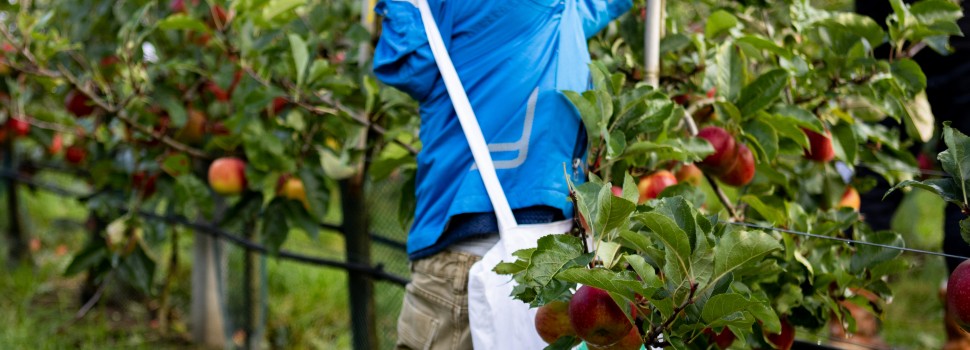 AH Appelplukdag groot succes